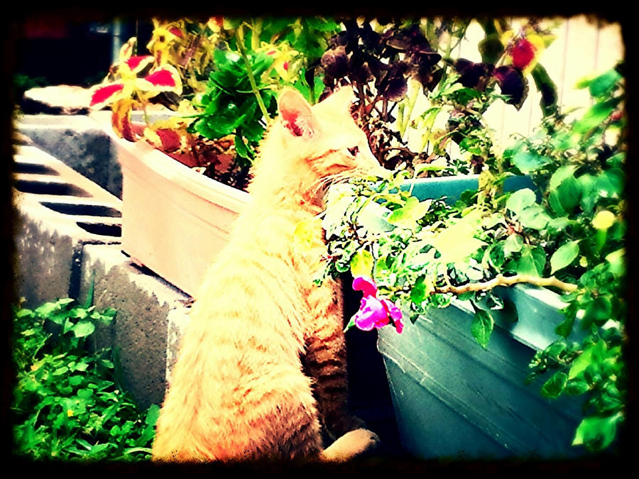 Who's That Looking In The Flower Bed?