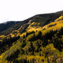 Aspens 5