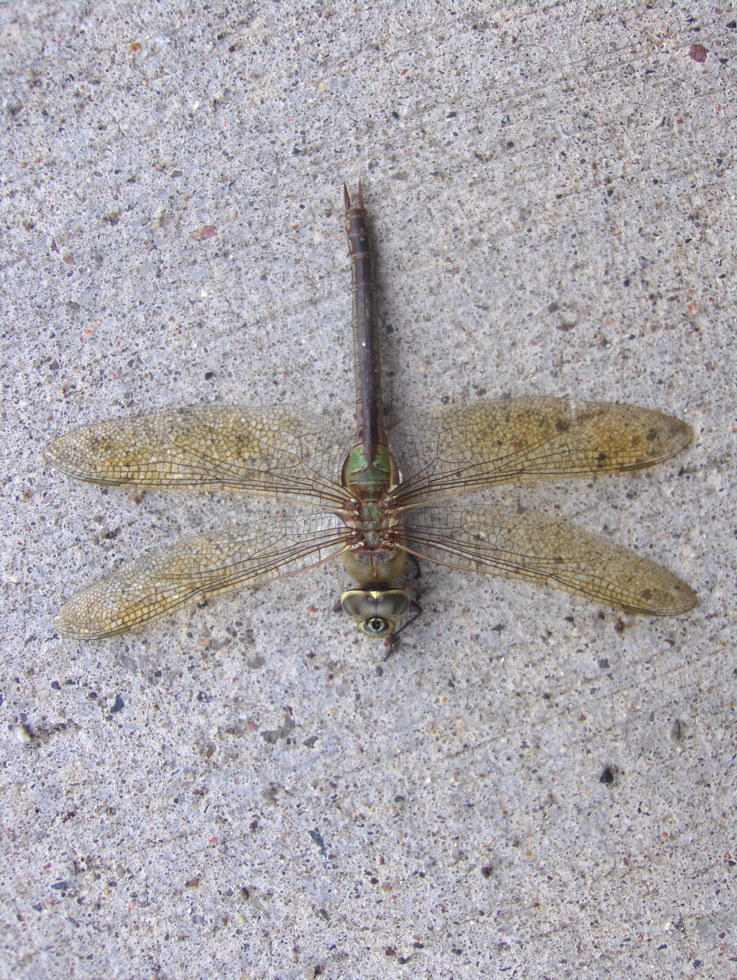 Dragonfly 4