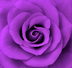 purple