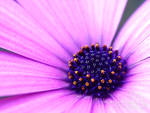 in bloom by purplerainistaken