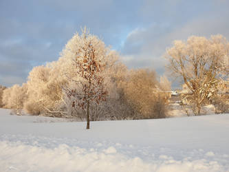 Golden January