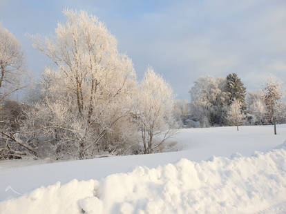 Silver January