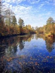 Golden Autumn II