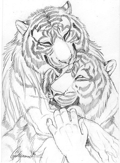 Cuddly Couples - Tigers01