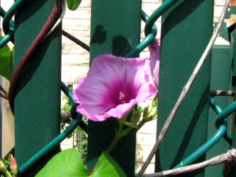 Flower on the Fence