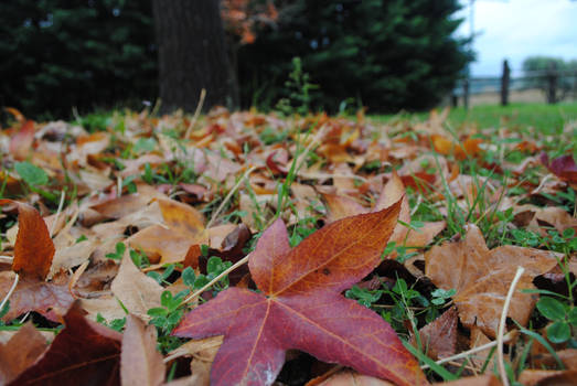 Liquidambar Autumn