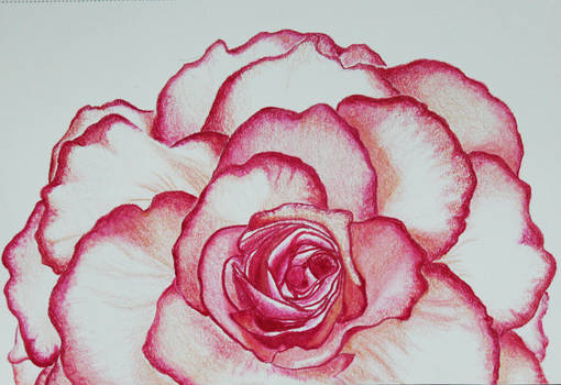 Pink begonia - beginning on prismacolor