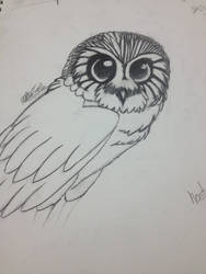 Realistic Owl