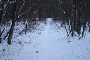 snowy path