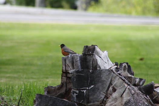 robin on a stump