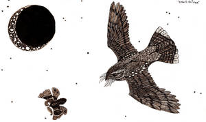 Nightjar and Moth...