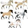 appaloosa adopts