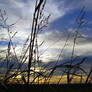 Waves of Grain