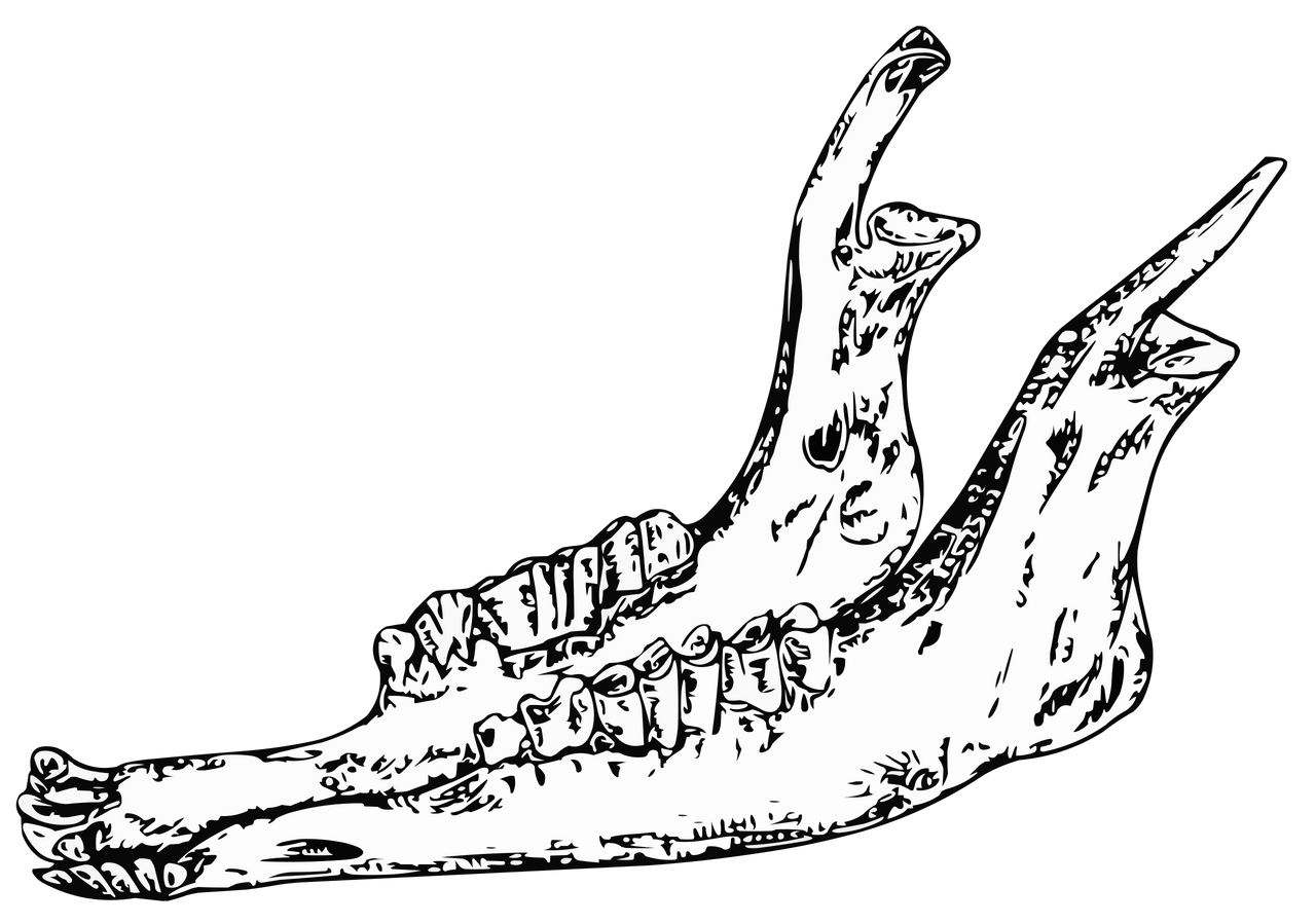 Donkey Jawbone by Rootofalllight on DeviantArt