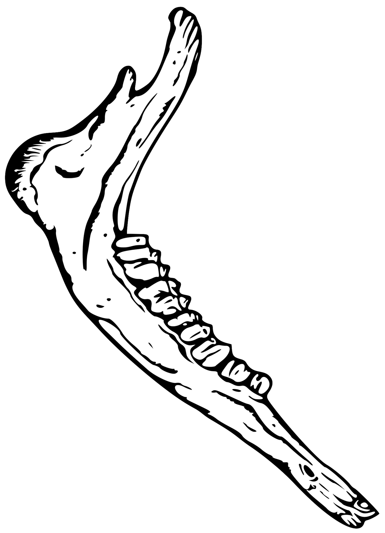 Donkey Jawbone by Rootofalllight on DeviantArt