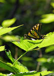 Canadian Tiger Swallowtail by tuftedpuffin