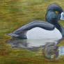 Ring Necked Duck