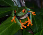 Red Eyed Treefrog by tuftedpuffin