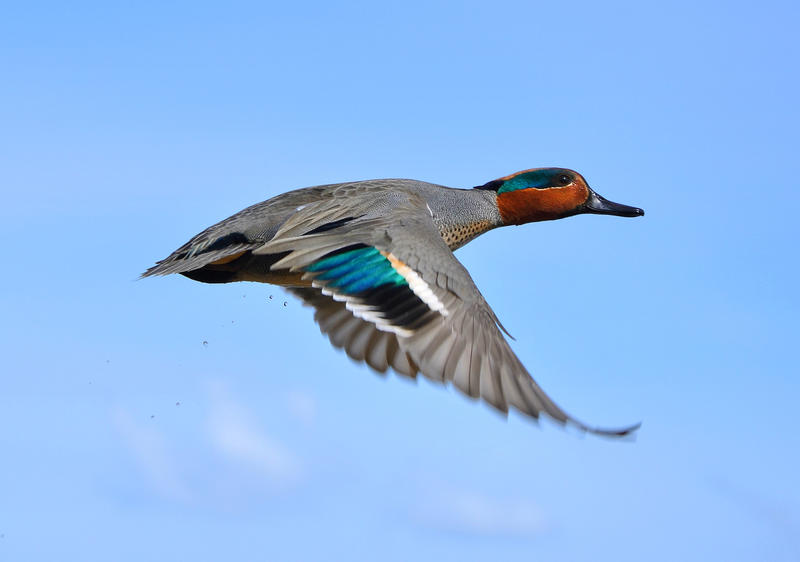 Flight of a Green Winged Teal