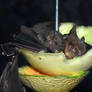Fruit Bats Like Fruit
