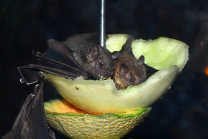 Fruit Bats Like Fruit