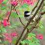 Springtime Chickadee