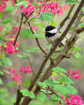 Springtime Chickadee by tuftedpuffin