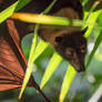 Flying Fox in Palm Fronds