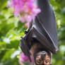 Flying Fox and Crepe Myrtle