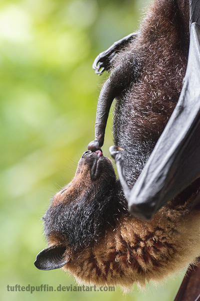 Ron Jeremy the Flying Fox by tuftedpuffin