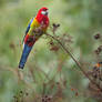 Eastern Rosella