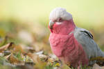 Autumnal Galah by tuftedpuffin