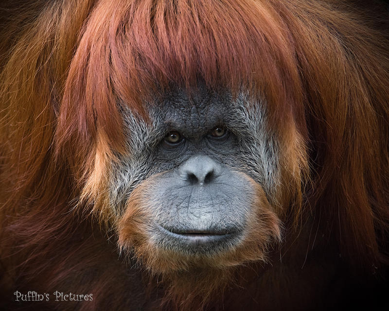Ranga by tuftedpuffin