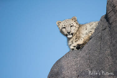 Curious Snow Leopard Cub