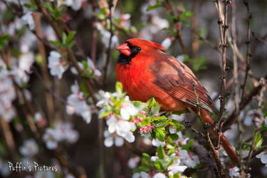 Cardinal In Cherry Blossoms