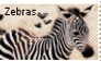 Zebra stamp