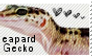 Leapard gecko stamp