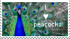 I love peacocks stamp by muddyputty