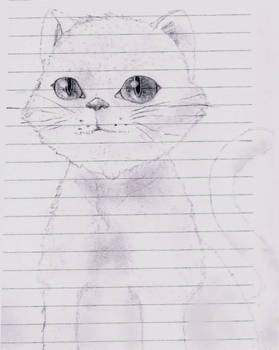 Cat Drawing