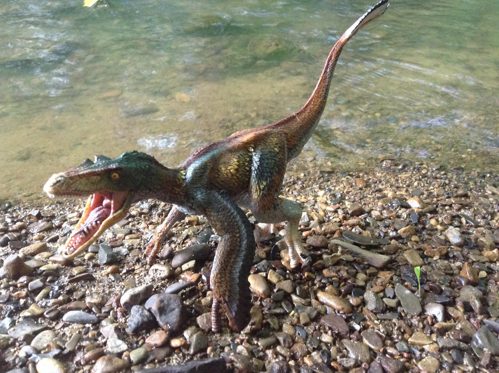 Raptor at the Creek