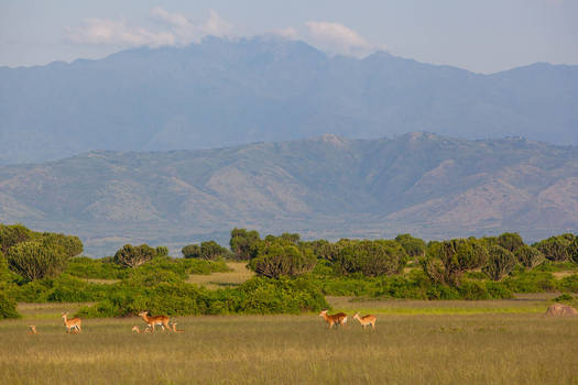 Uganda, Africa