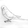 Budgie