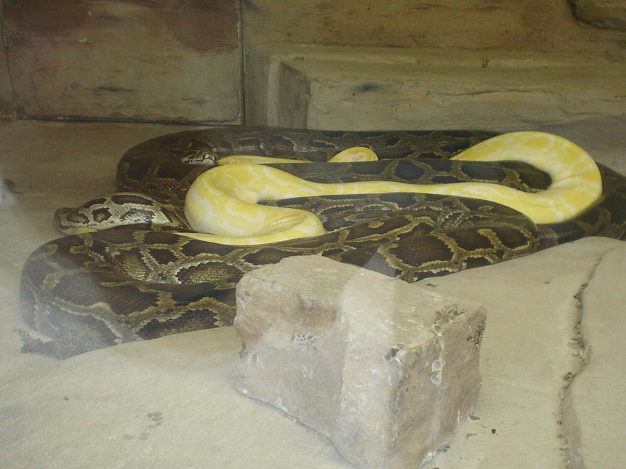 Burmese Pythons by Archanubis on DeviantArt