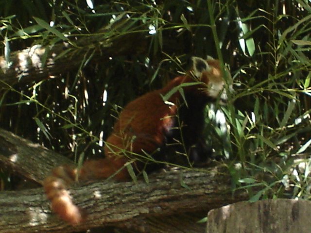 Red Panda