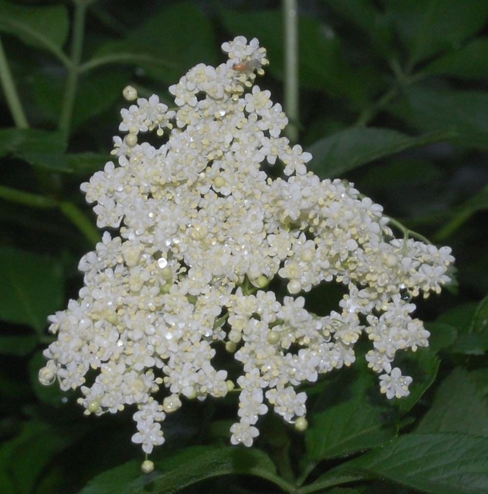 .: Sambucus nigra :.