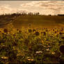 Late Summer Sunflower Field