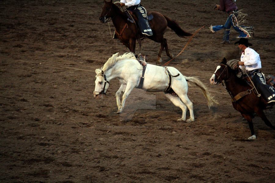 White Rodeo Rodeo: White Bronc (2) by DreamsRunningWild on DeviantArt