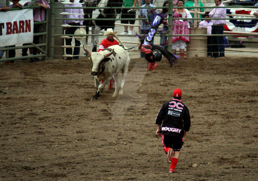 Dwarf Rodeo Bull Riding Rodeo: Mini Bulls (5) by DreamsRunningWild on DeviantArt