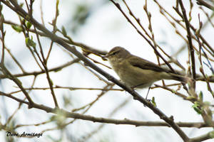 chiffchaff